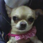 대전 <b>대덕구</b> 오정동 강아지를찾습니다