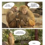 박시후가 트위터에 <b>올린</b> 고양이 자미