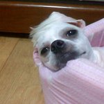 사진有)<b>아련</b>한 개와 비슷한가요??