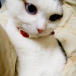 낚시아니에요!!!!고양이 좋아하시는분들 !!!!봐주세요 <b>젭알</b>..★