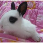 새로 키우게 된 빠닉이와 파닉이