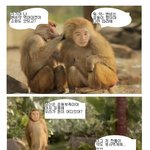 짠돌이 개코<b>원숭이</b> 이야기?
