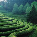 나홀로 <b>보성</b> 녹차밭 여행기~~~ ^^