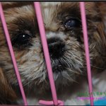 ★사진有)시보호소 유기<b>견</b>들이 죽어가요!!도와주세요★
