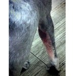 개한테 일방적으로 당했는데.. 이게 <b>쌍방</b>과실인가요??? ㅜㅜ(사진有)