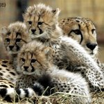 아기때는 너무 너무 귀여운 <b>맹수</b>들