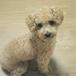 [안산 상록구 이동] 우리<b>몽이</b>를훔쳐갔어요.