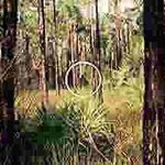 [괴물소개] 늪지대 인간