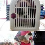 ★수술비없는 개 <b>닥스</b> 후원해주셔서 감사합니다^^