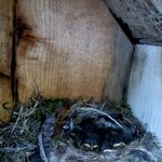 ★★★[사진이<b>뜸</b>!!]★★★우리집 우체통<b>안</b>에 새가 둥지를 텃어요 ...