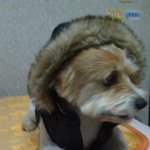 많이 사랑하는 강아지가 죽었습니다.. 읽어주세요..