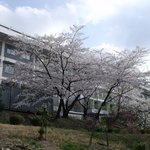 서울대학교 관악캠퍼스 벚꽃의 <b>위엄</b>