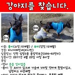 <b>인천</b> 십정동 동암역부근 강아지를 찾습니다