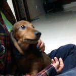 강아지를 잃어버렸습니다 ㅠㅠ 꼭좀 봐주세요