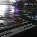 <b>밤</b> 11시 40~50분 쯤 도로가 유기견 <b>한</b>마리