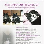 저희집 고양이를 찾아주세여 ㅜㅜ