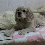 강아지를 잃어버렸습니다. 도와주세요