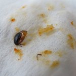바퀴벌레 치킨!!!!!!!!!!으악!!!!!!!!!!!
