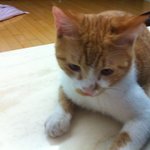 고양이<b>분양</b>합니다.. 제발 관심요..