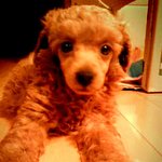 [사진多] 개장수에게 속아서, 이런 아이를..!