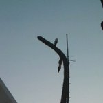 사진有 ★(수정)3m넘는 우리집 선인장 자랑★