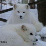 다양한 <b>종류</b>의 귀여운 여우 모음