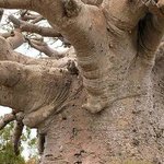 ★★ 인증有10번찍어 안넘어오는<b>나무</b> 없습니다!!