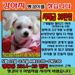 <b>정왕동</b> 잃어버린 강아지를 찾습니다 도와주세요! 부탁드려요
