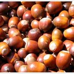 도토리 <b>러쉬</b>나 가야지...