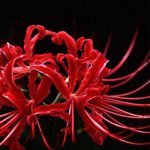 ♣ 어디선가 본 등골시린 이야기 13탄