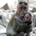 사람같은 <b>동물</b>들의 모성애 사진 모음