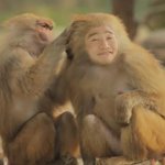 동물원 원숭이도 반응하는...동물<b>분장</b>의 종결자