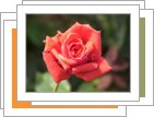 5월 14일 <b>로즈데이</b>라고 합니다.