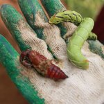 [로즈말이님의 글] 아르바이트 <b>속편</b> 2