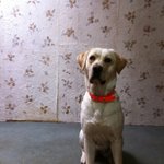 래브라도 리트리버 <b>말리</b>를 찾아주세요~ㅠㅠ