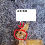 ★★★★★★<b>개미</b> 사탕(롤리팝)★★★★★★