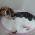 비글 <b>심바</b>의 거품 목욕!!!