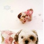 사진有) 명랑이 찾았어요ㅠ ㅠ 너무너무 감사합니다.