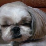 ★강아지를 찾습니다 부산 <b>거주</b>하시는 분들 한번씩만 봐주세요 부탁드립니다★