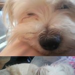 우리집 강아지 자궁암 걸렸을때 이야기 (사진有)