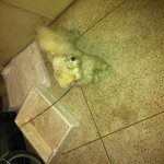 (분양 후기 추가) (분양 전 상황 추가) (미용 후 사진 추가)...