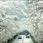 [펌] 일본이 빼앗아간 게 또 하나 있습니다