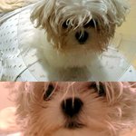 신나게 쌀을먹던 우리집 강아지...(사진유)