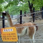 20살 여대생 혼자 동물<b>원가</b>따와써여 ^. ^