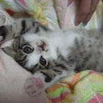 귀여운 고양이들의 핑크 <b>젤리</b>!