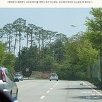 봄나들이 추천! 에버랜드 <b>장미</b>축제에 다녀왔답니다~