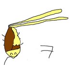 <b>밥</b>에서 자꾸 벌레가 나와요 (사진 발그림有)