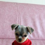 쌀먹던 강아지 보고 삘받아서. 과식한 다른 강아지