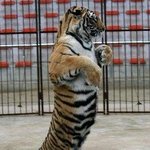 왠지 걸어다니는 듯한 <b>동물</b>들