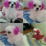 ☆광양중동에 사시는분들봐주세요. <b>삼순</b>이를 찾습니다